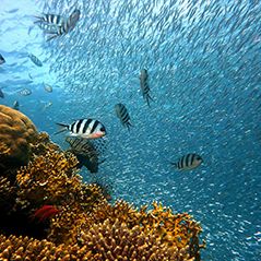 A Brief Biodiversity Explainer
